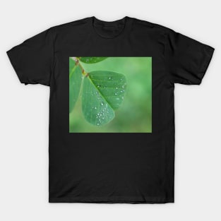 Raindrops on a tiny leaf T-Shirt